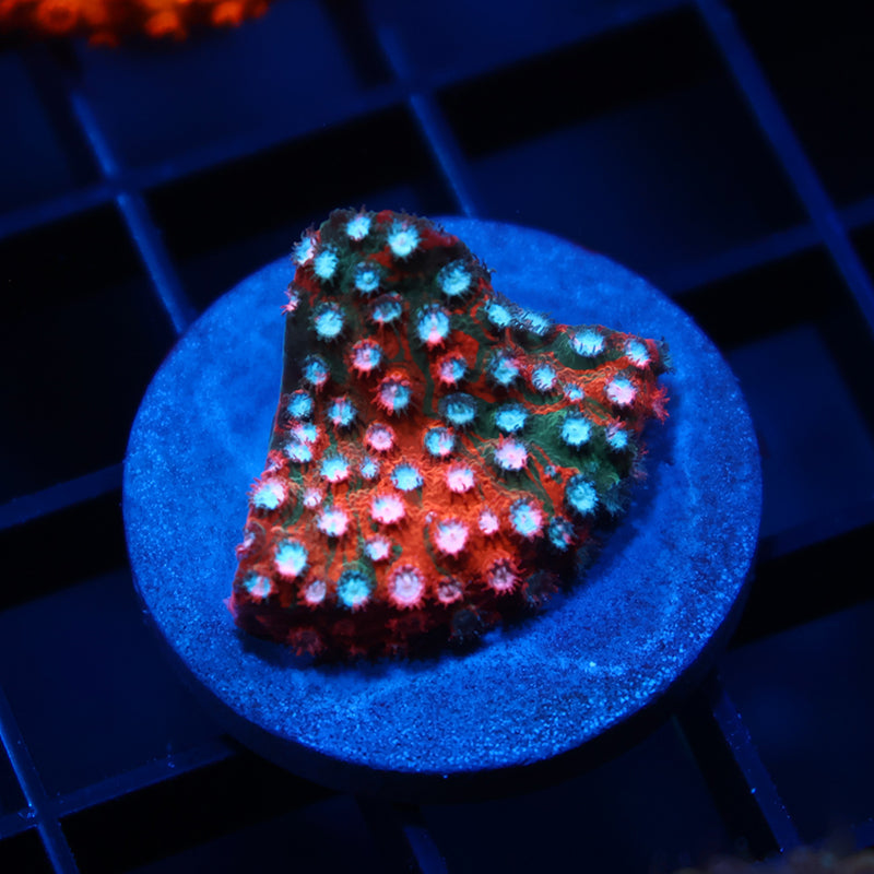 JF Fender Bender Cyphastrea