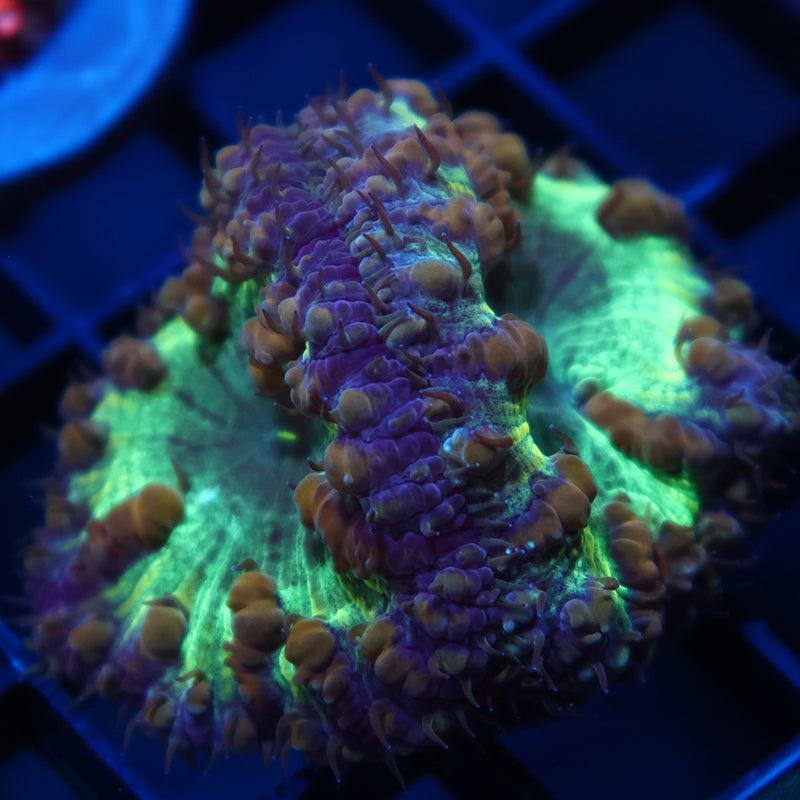 TCK Huge Polyp Green Blastos