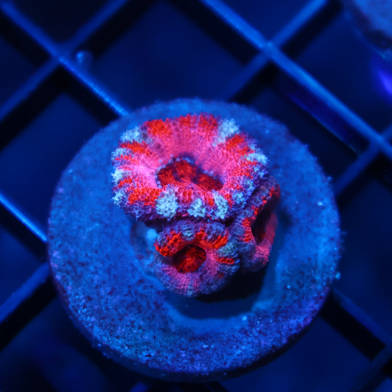 ARC Pink Dreamz Acan