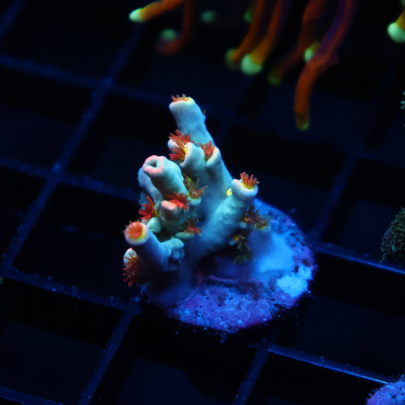 TCK Rainbow Unicorn Speciosa