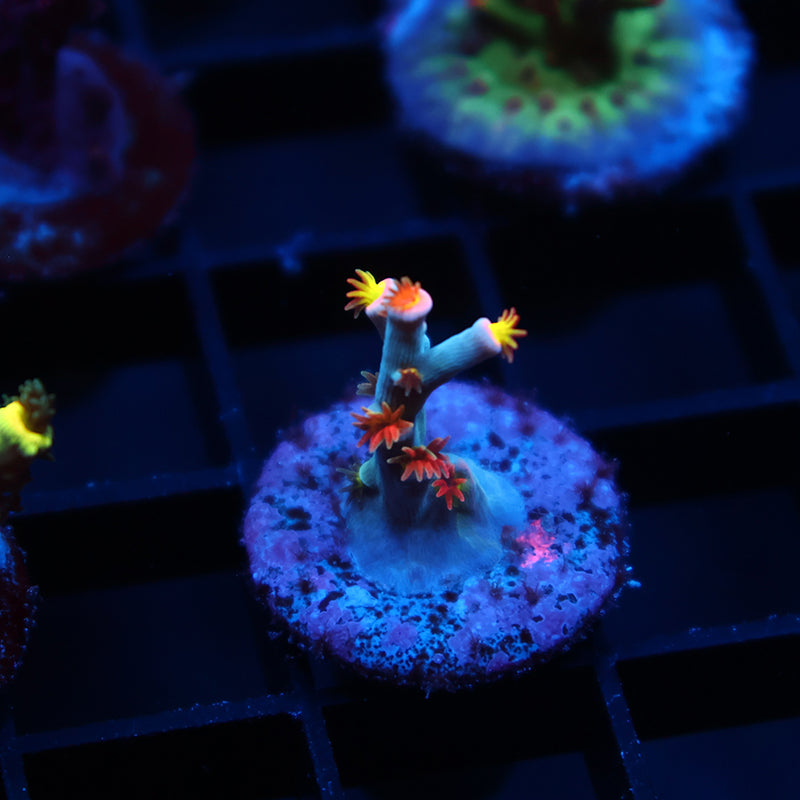 TCK Hyperdrive Speciosa