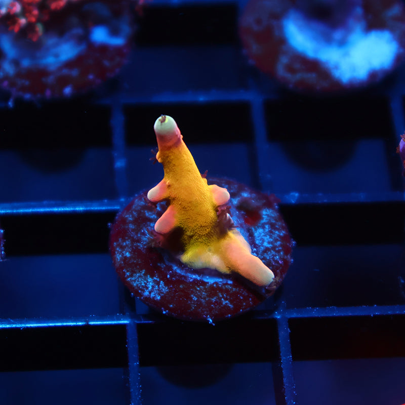 TCK Atomic Echinata