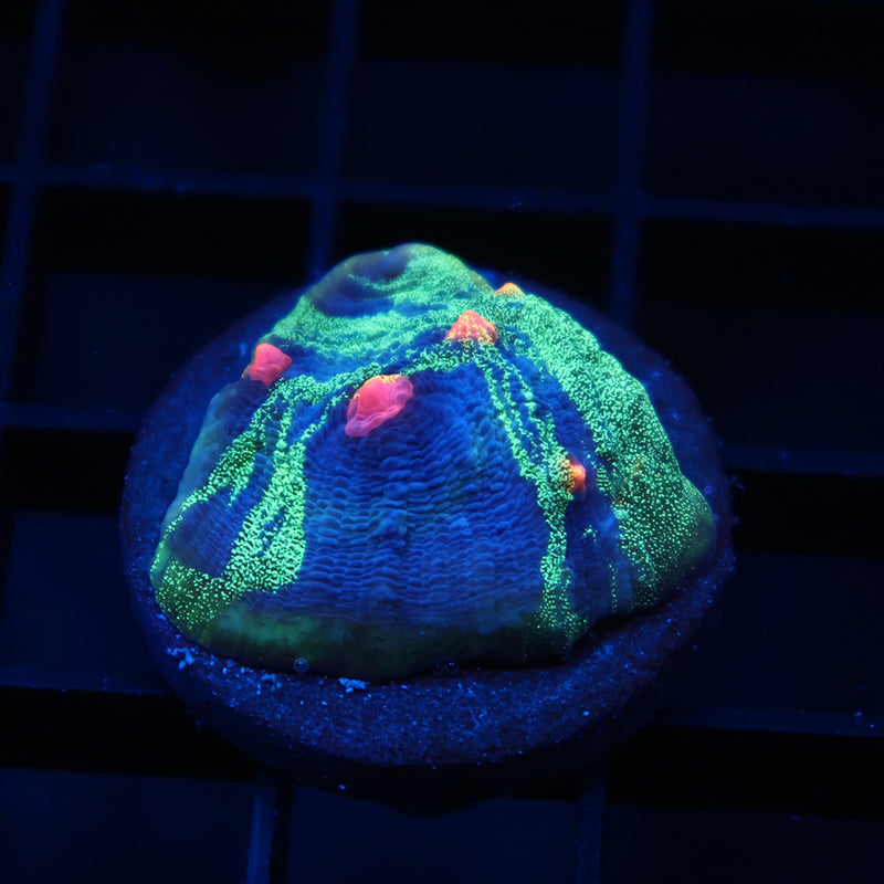 Crazy TCK Grafted Eye Candy Chalice