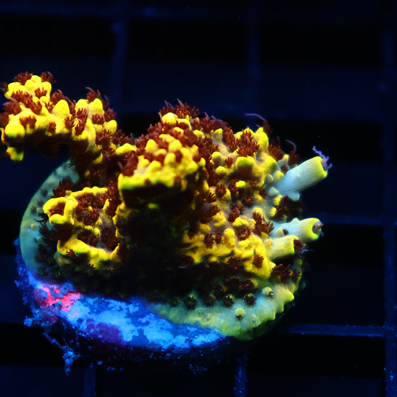 TCK Pikachu Chunk