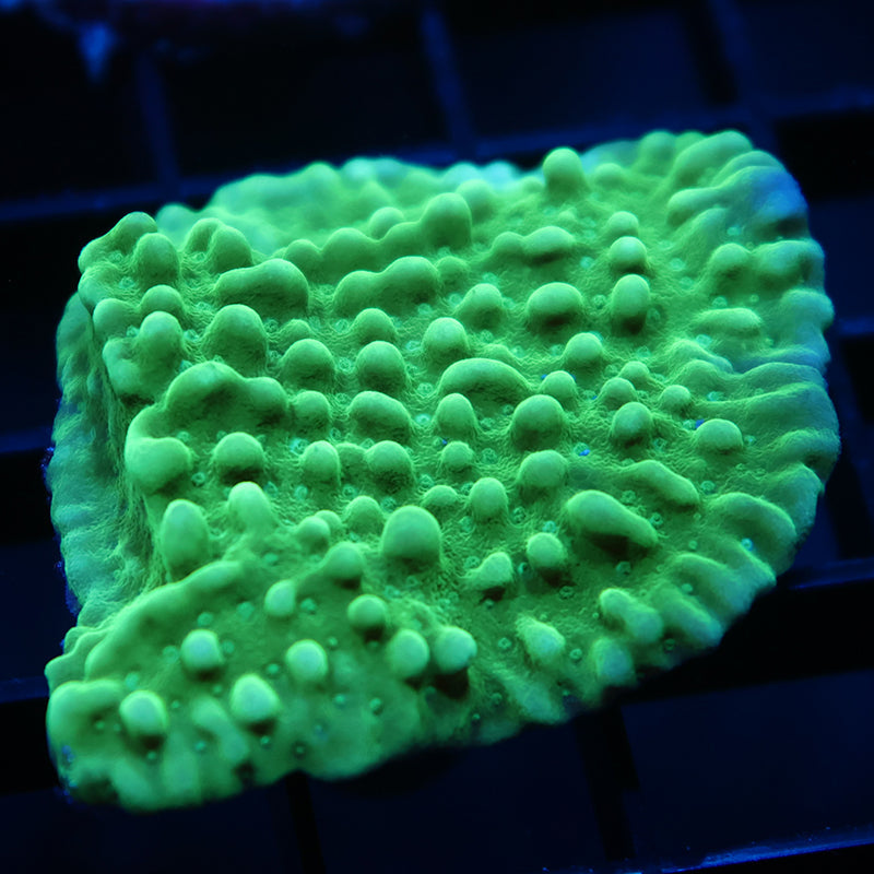 TCK Green Apple Monti