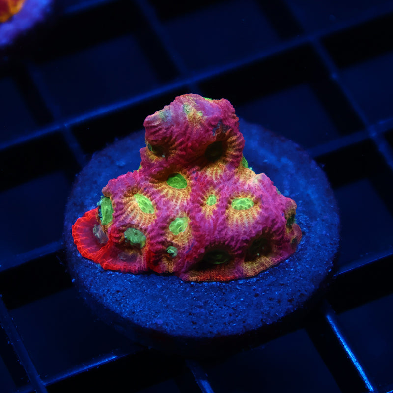 JF Dayglo Favia