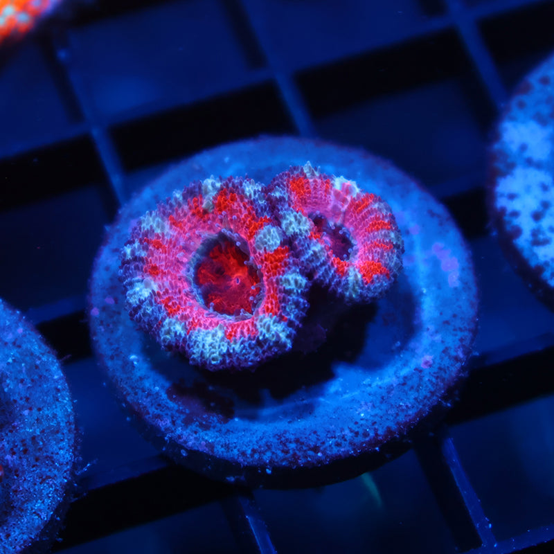 ARC Pink Dreams Acan