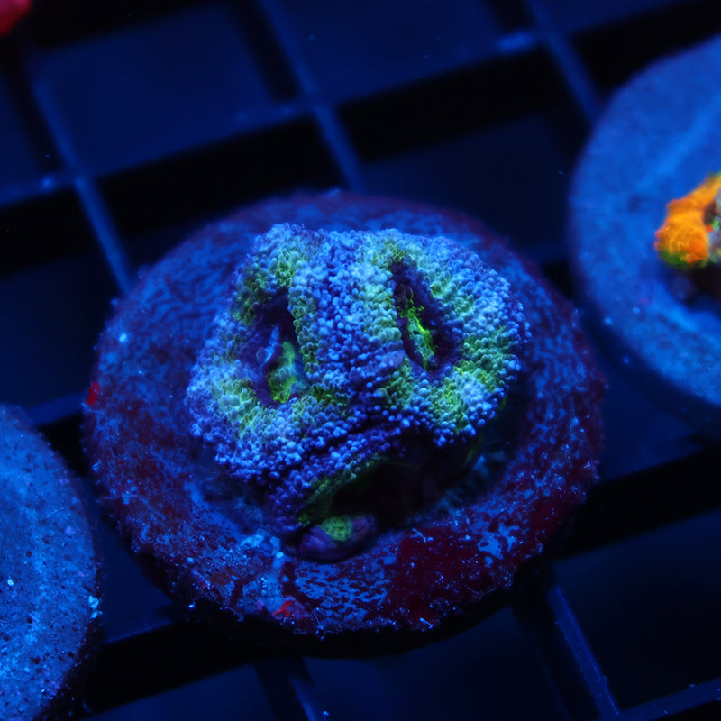 Green Acan