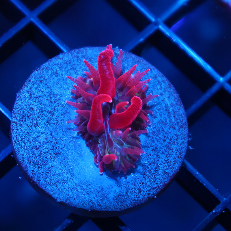 TCK Crazy Red Plate