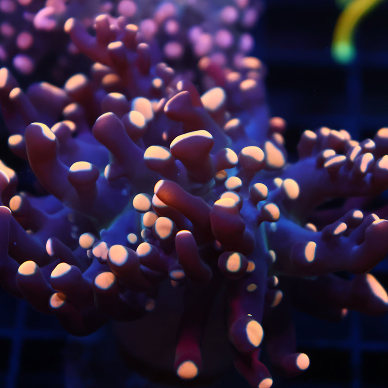 TCK Gold Branching Frogspawn