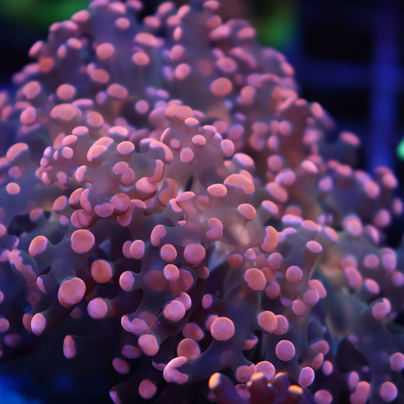 TCK Peach Branching Frogspawn
