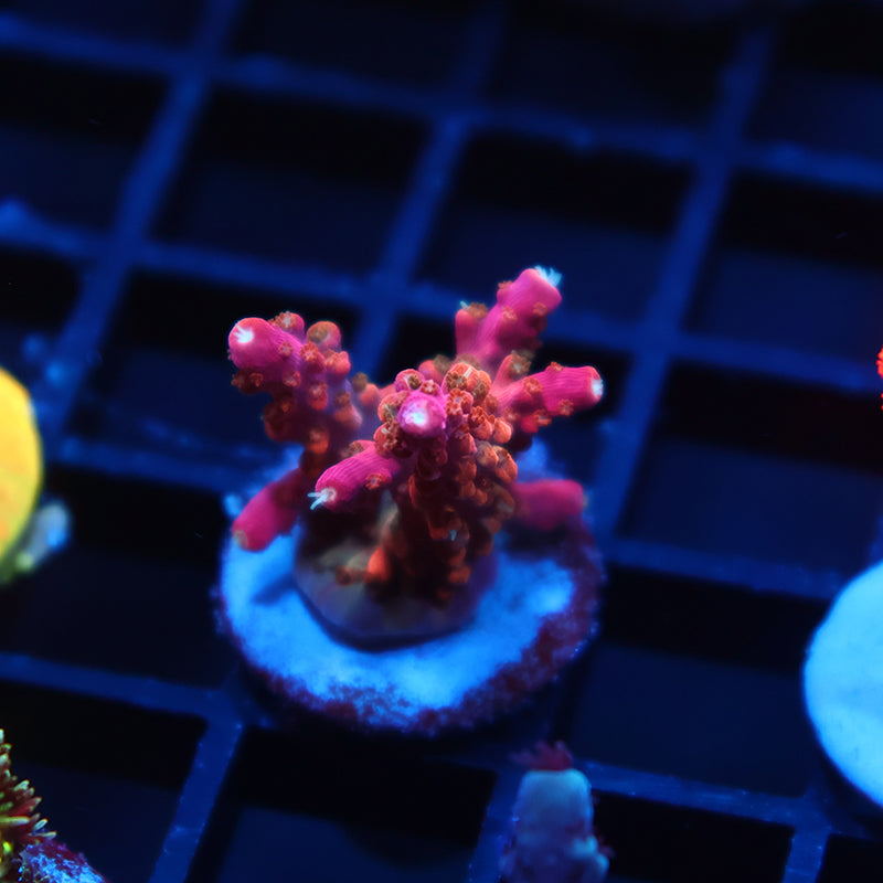 TCK Rainbow Fusion Stag