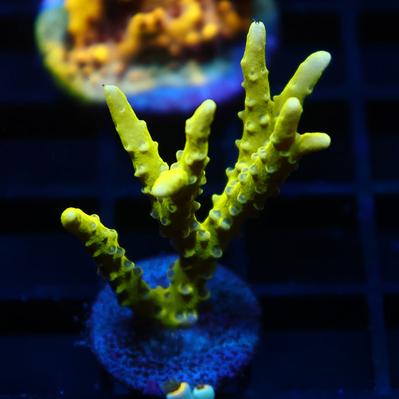 Green Goblin Anacropora