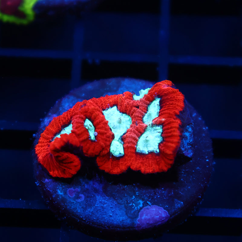 TCK Red Favia