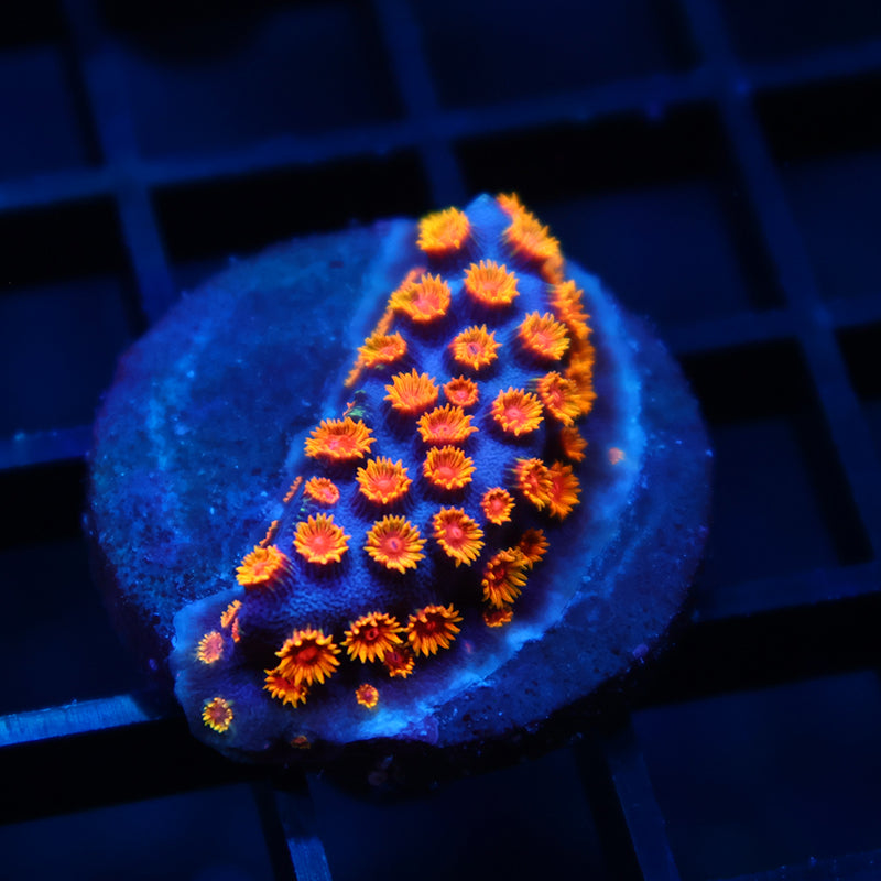 WWC Bizarro Cyphastrea