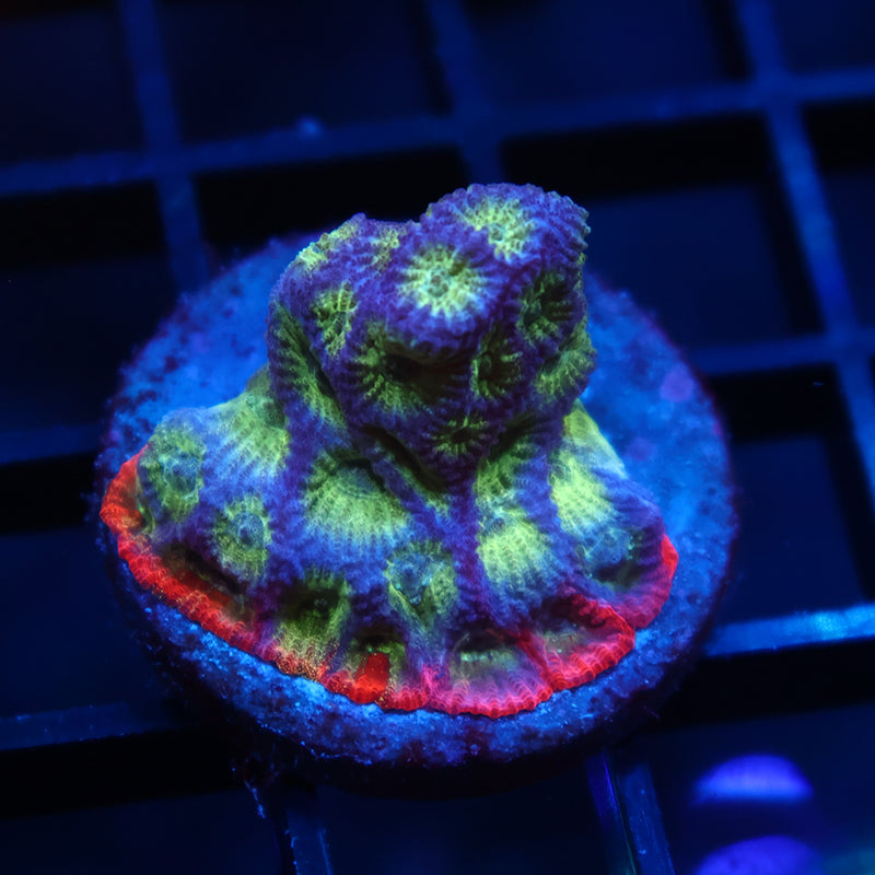 JF Dayglo Favia