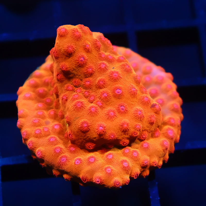 WWC Defcon Cyphastrea