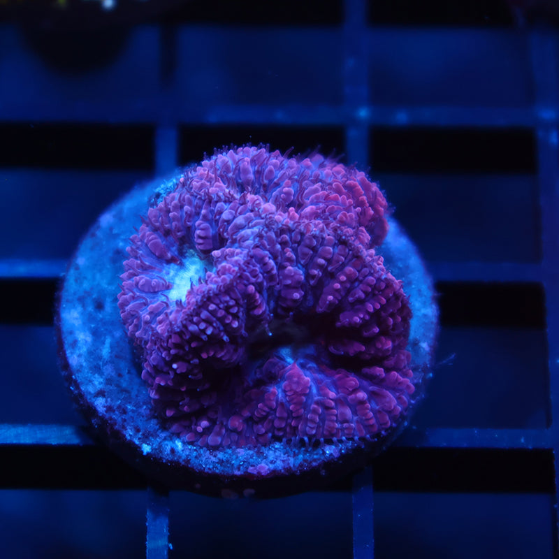TCK Frosty Blastos