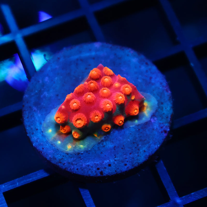 TCK Rainbow Abstract Cyphastrea