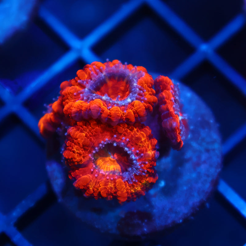 TCK Fluffy Acans