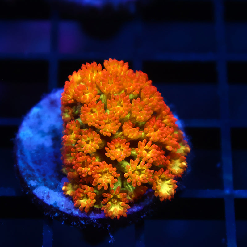 TCK Combustion Bernardpora Micro Goni