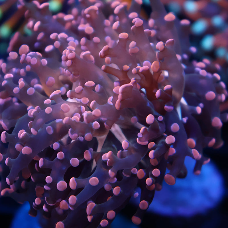 TCK Peach Branching Frogspawn