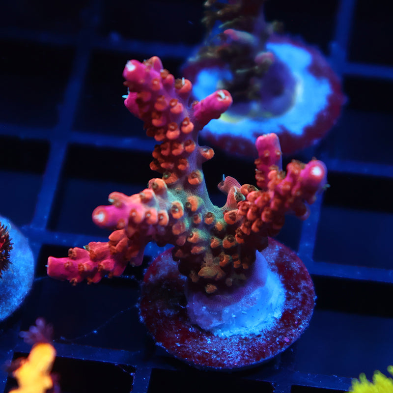 TCK Rainbow Fusion Stag