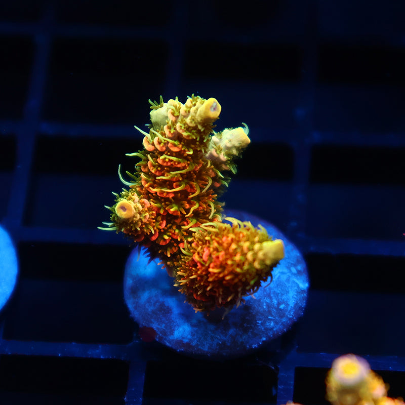 JF Solar Flare Milli