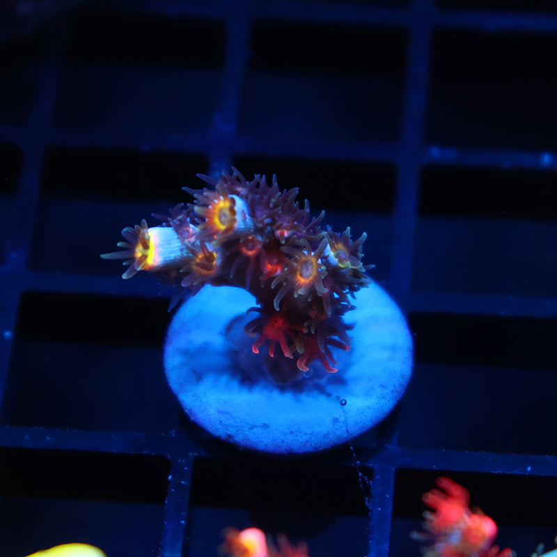 TCK Hyperdrive Speciosa