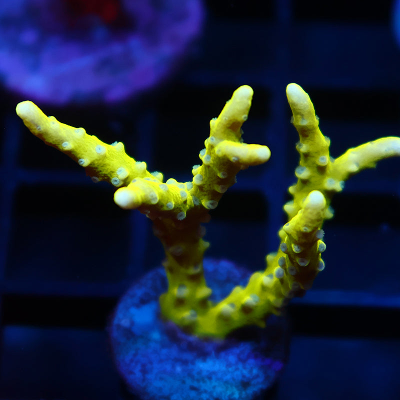 Green Goblin Anacropora