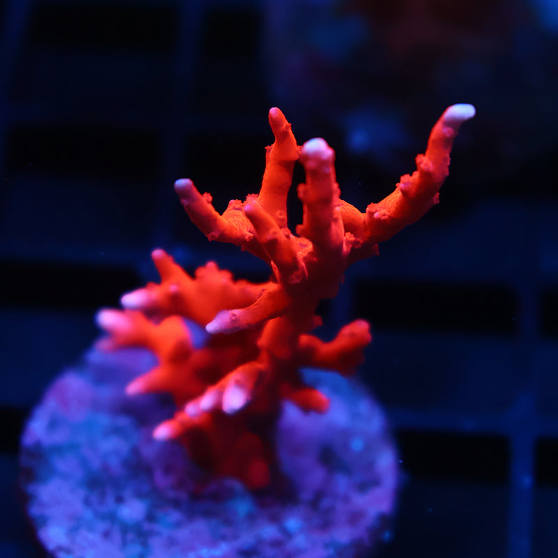 JF TNT Anacropora