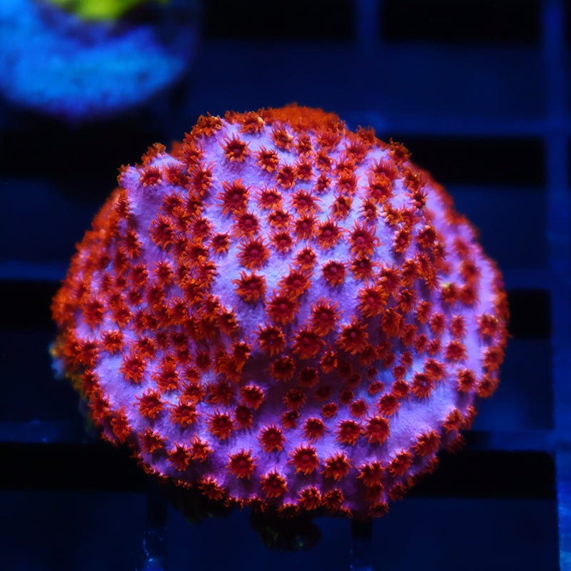 Skittles Bomb Cyphastrea
