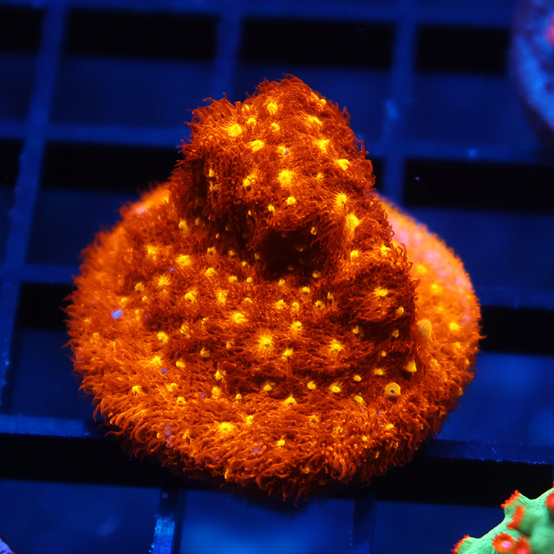 TCK Orange Psammocora