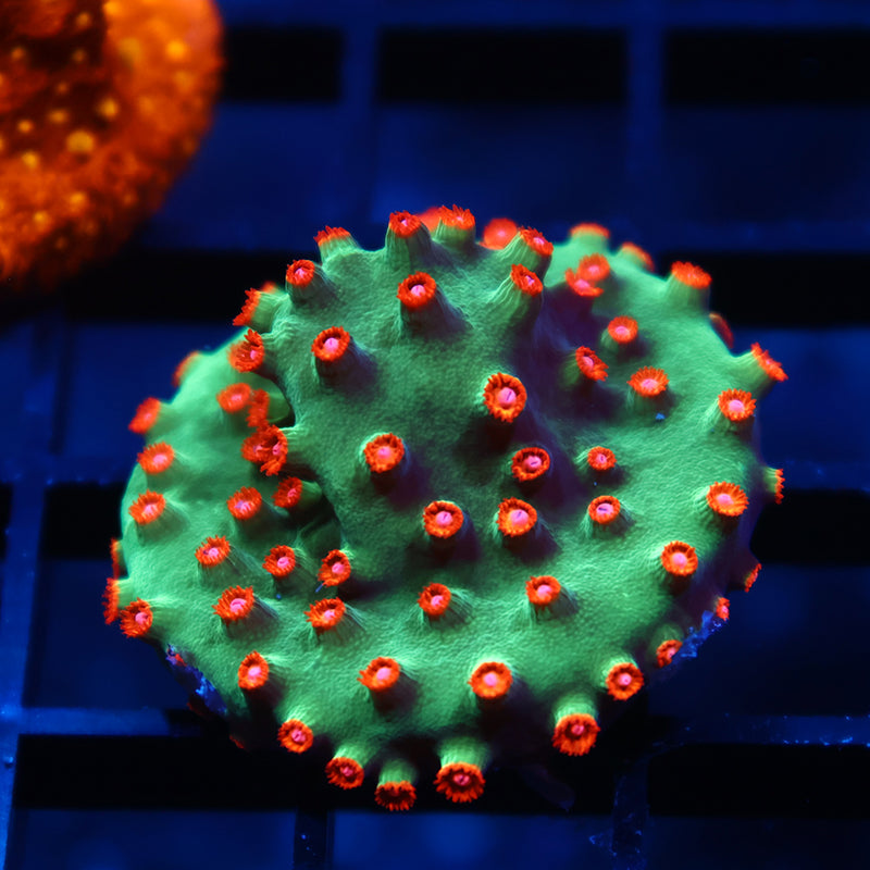 WWC Jingle Bells Cyphastrea