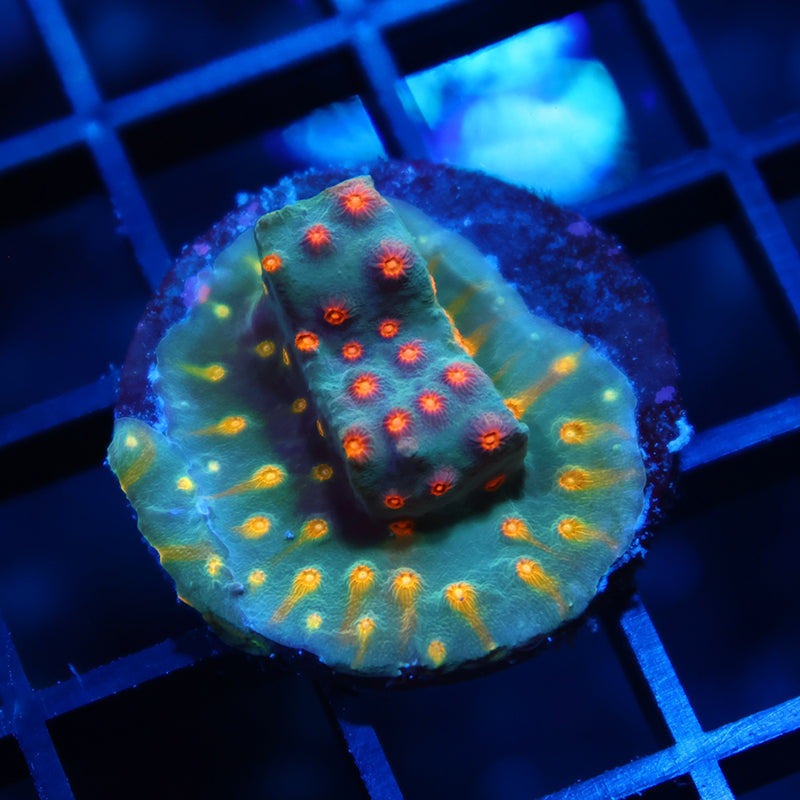 TCK Rainbow Comet Cyphastrea