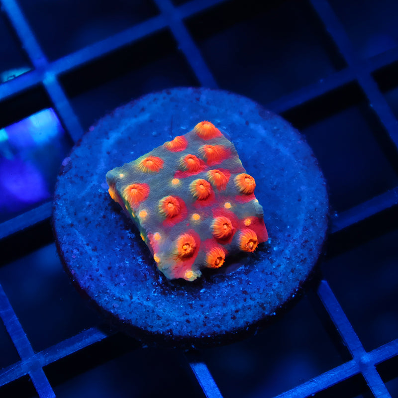 TCK Rainbow Abstract Cyphastrea