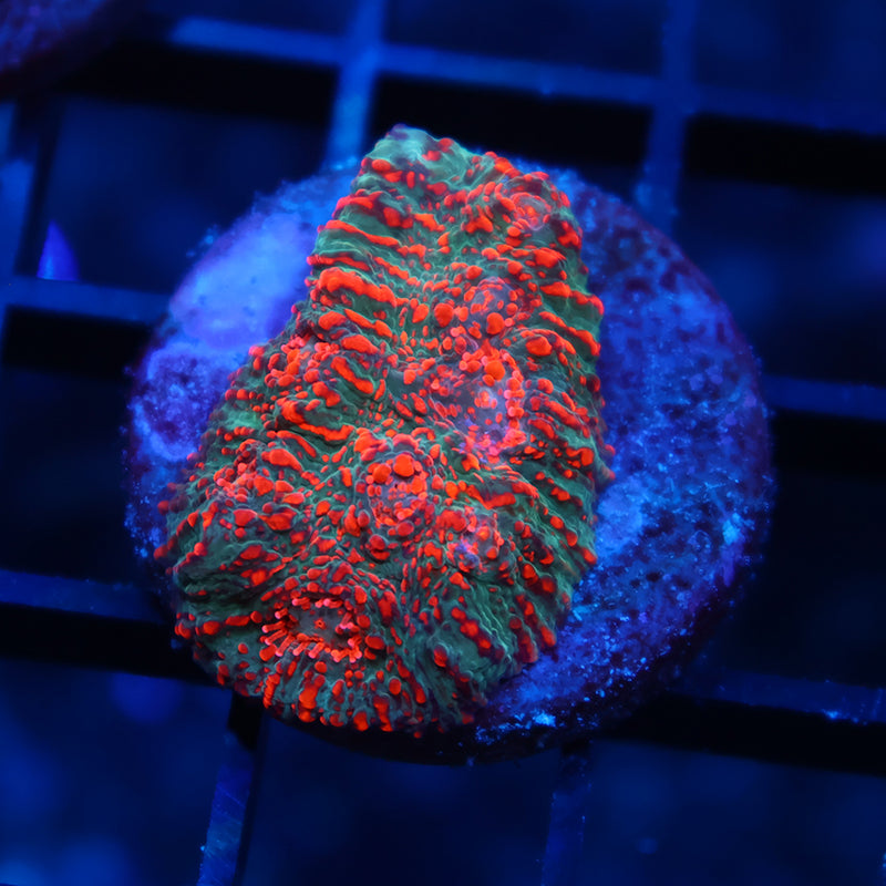 WWC Cherry Garcia Chalice