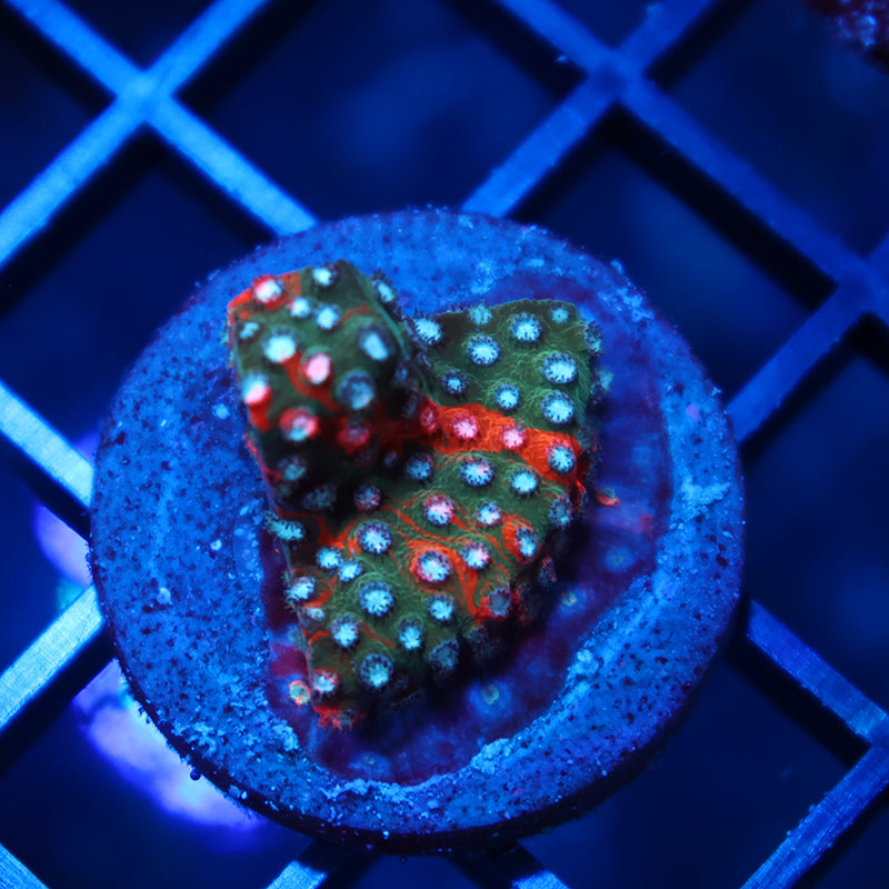 JF Fender Bender Cyphastrea