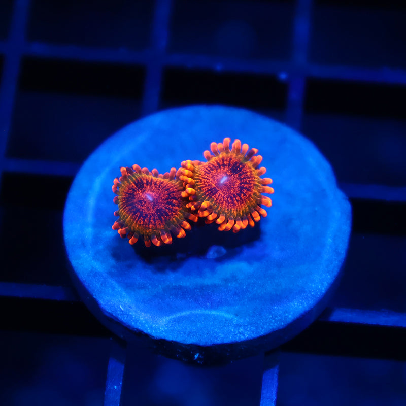 TCK Speckled Kraks