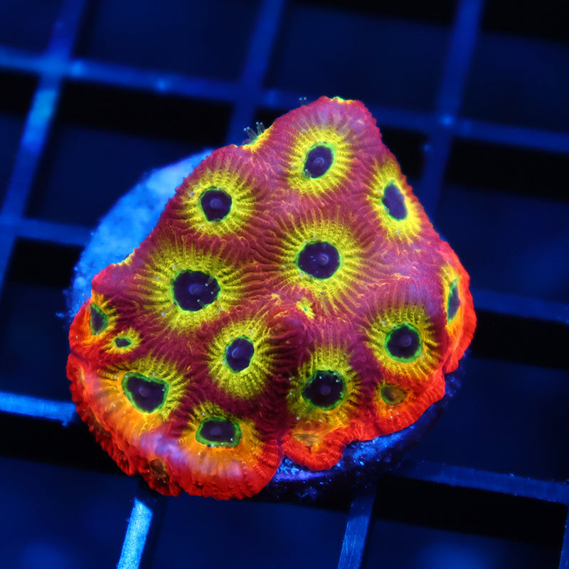 RR Spicy Lemon Favia