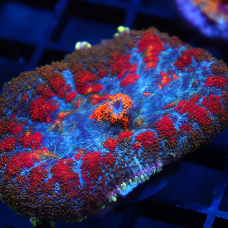 TCK Rainbow Rhodactis