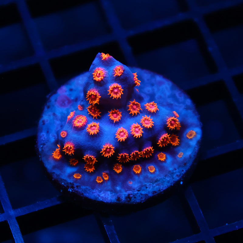 TCK Pink Polyp Cyphastrea