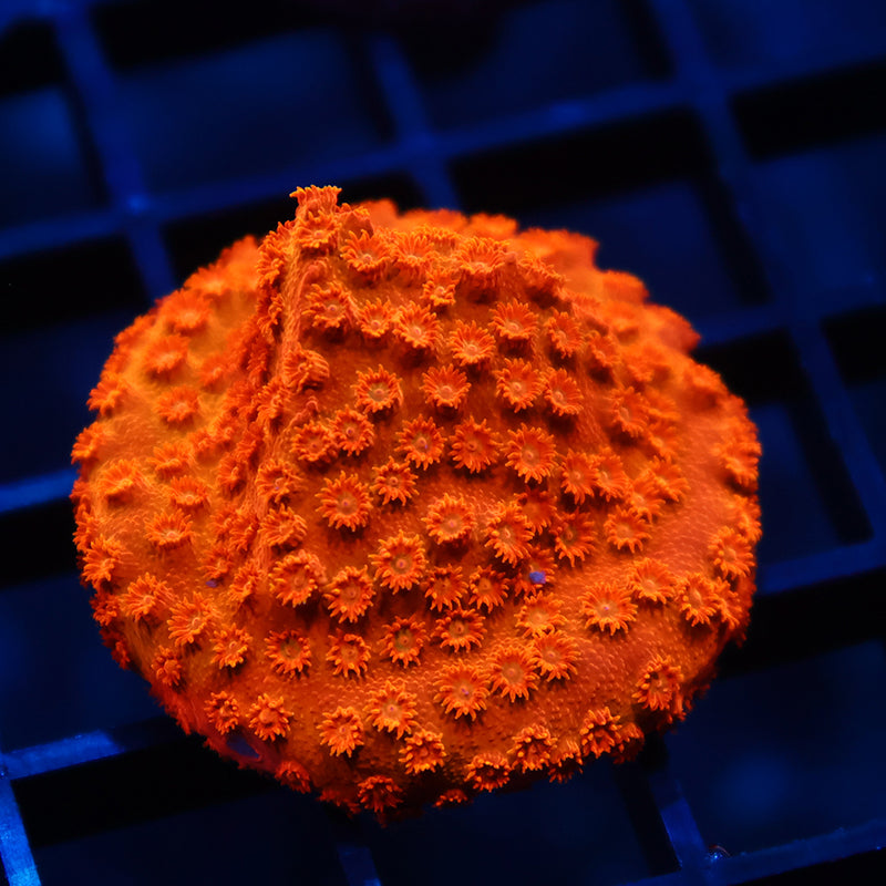 TCK Tangerine Cyphastrea