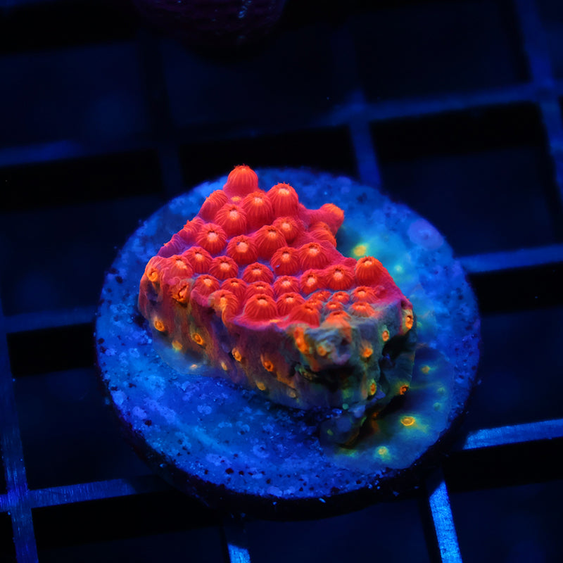 TCK Abstract Rainbow Cyphastrea