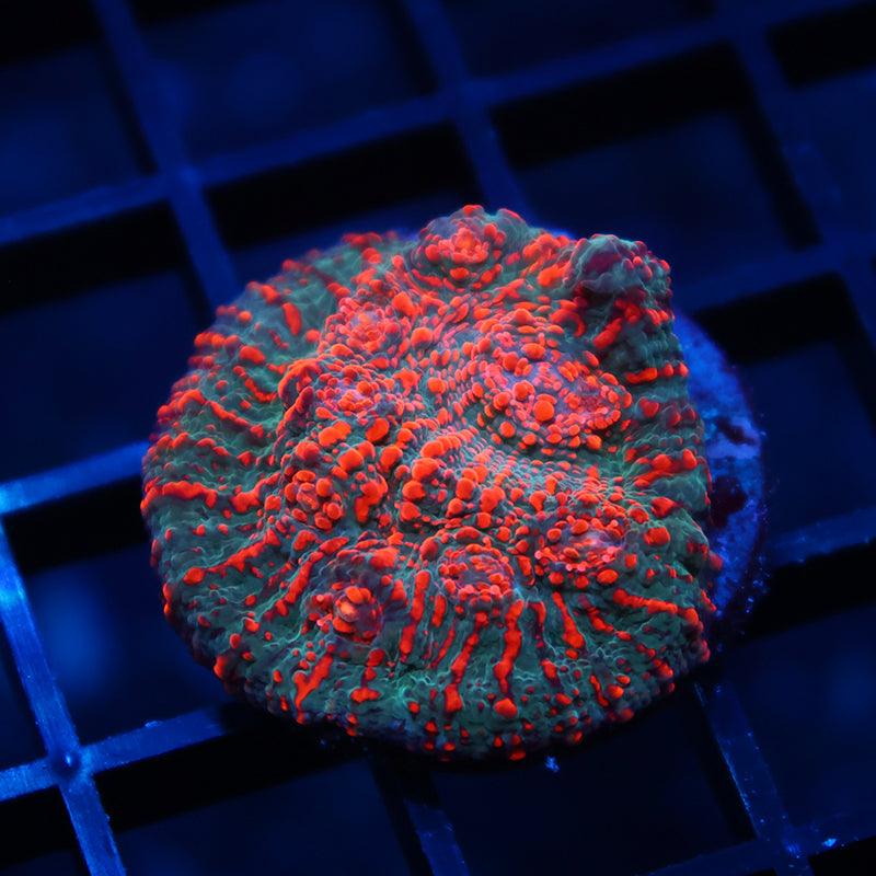 WWC Cherry Garcia Chalice