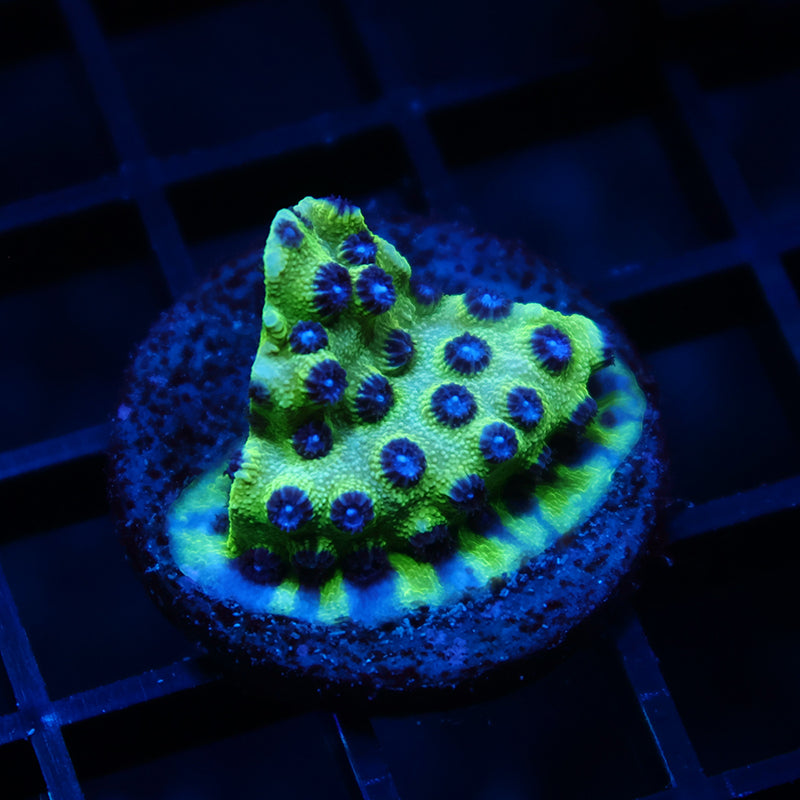 JF Purple People Eater Cyphastrea