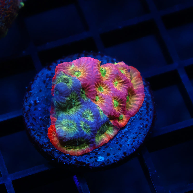 JF Dayglo Favia