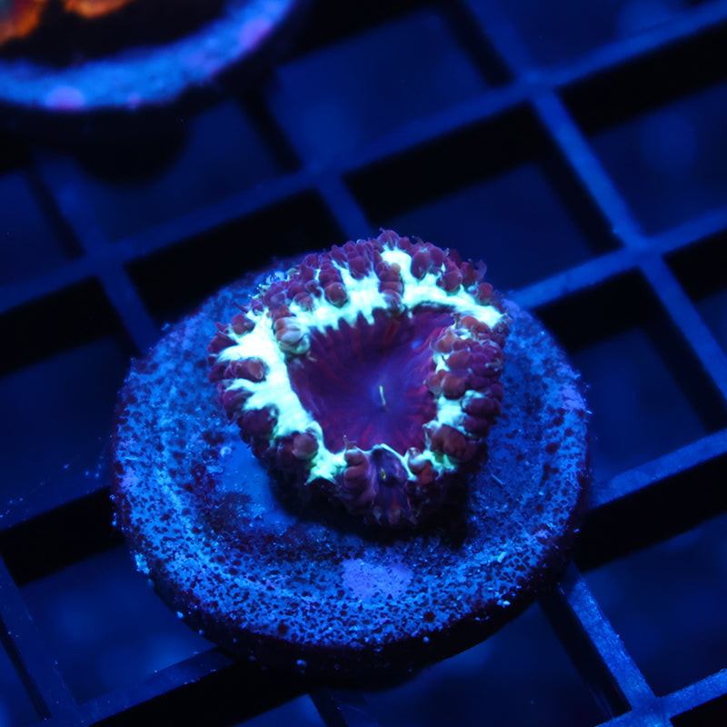 TCK Purple Blasto