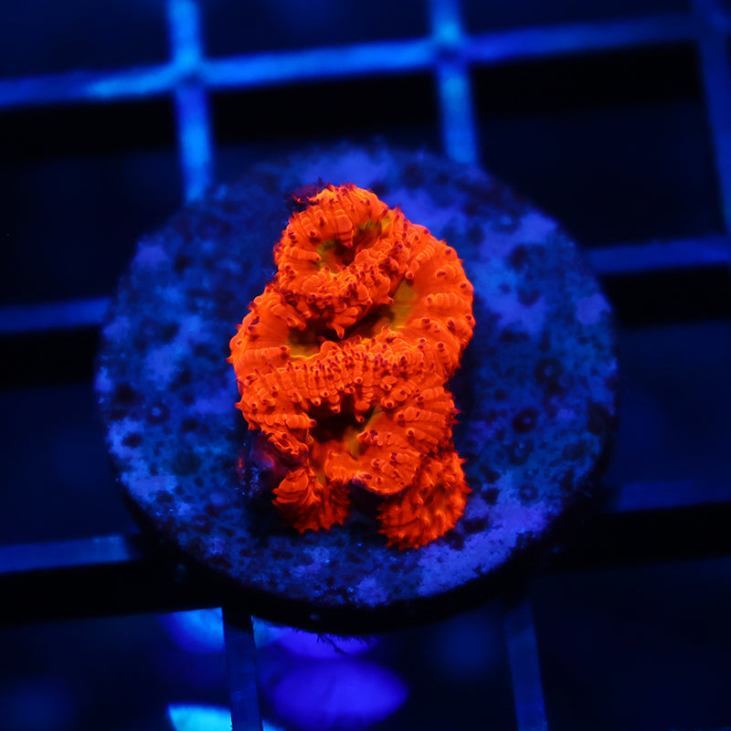 WWC Rainbow Blasto