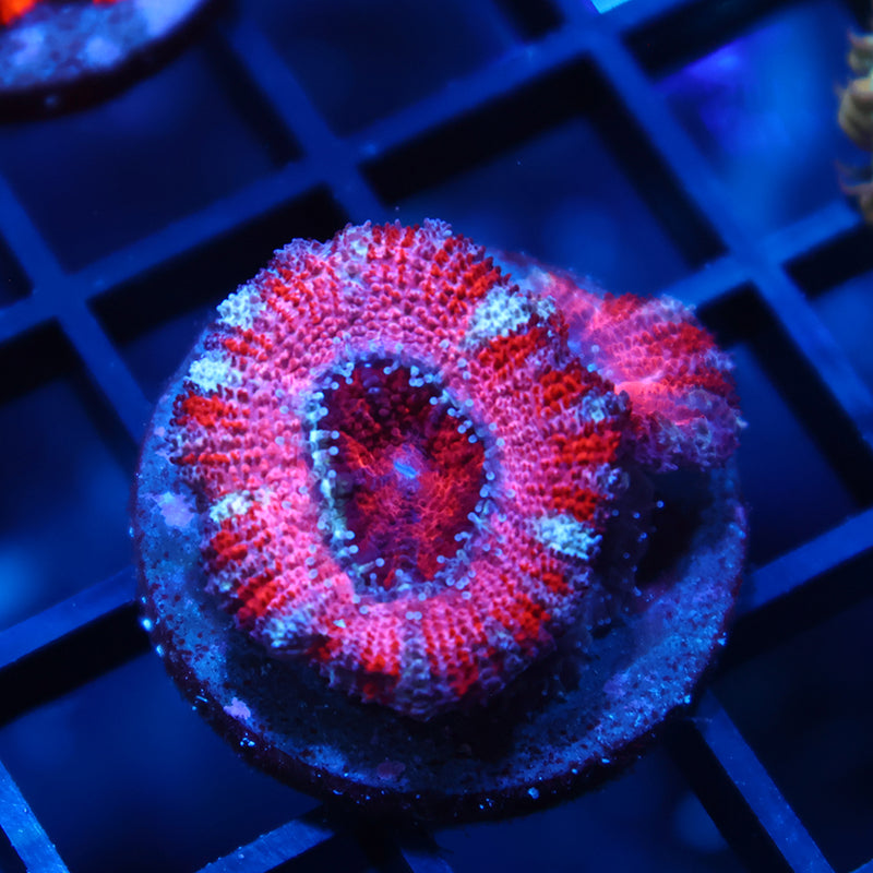 ARC Pink Dreams Acan
